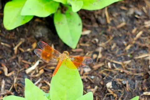 Dragonfly Stock-Fotos