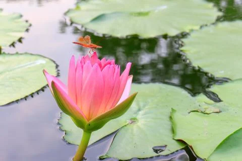 Dragonfly Stock Photos