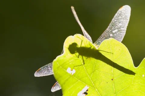 Dragonfly Stock Photos