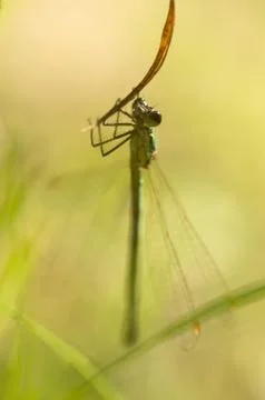 Dragonfly Stock Photos