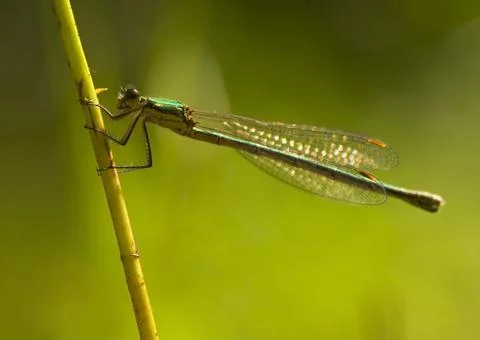 Dragonfly Stock Photos