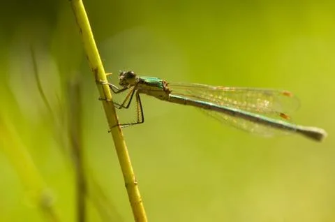 Dragonfly Stock Photos