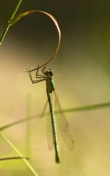 Dragonfly Stock Photos