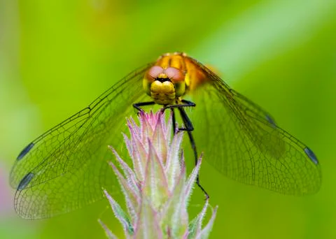 Dragonfly Stock Photos