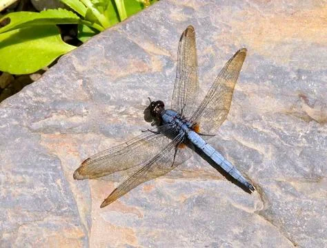 Dragonfly Foto stock