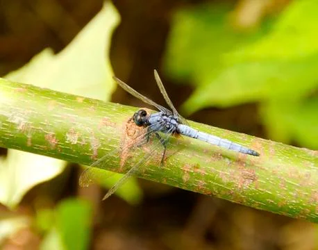 Dragonfly Stock Photos
