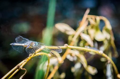 Dragonfly Foto stock