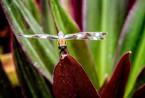 Dragonfly Stock Photos
