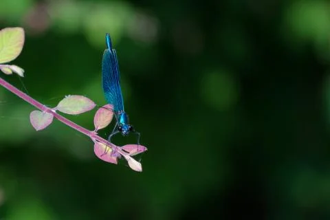 Dragonfly Stock Photos