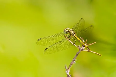 Dragonfly Stock Photos