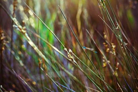 Dragonfly Stock Photos