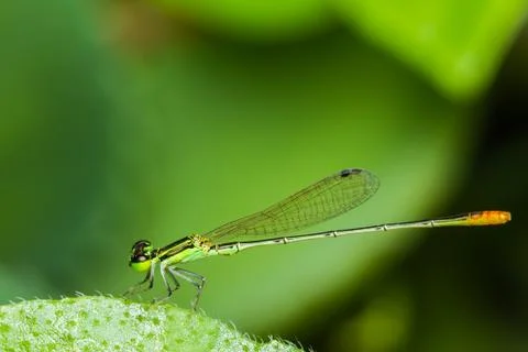 Dragonfly Stock Photos