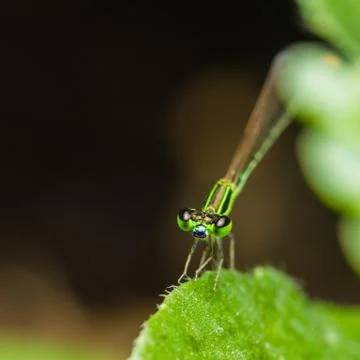 Dragonfly Stock Photos