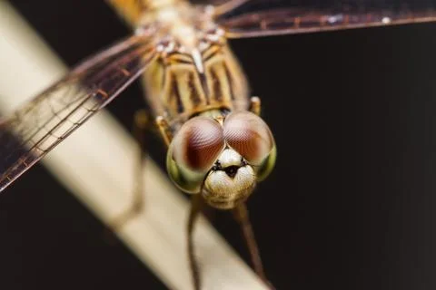 Dragonfly Stock Photos
