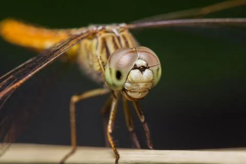 Dragonfly Stock Photos