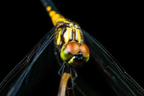 Dragonfly Stock-Fotos