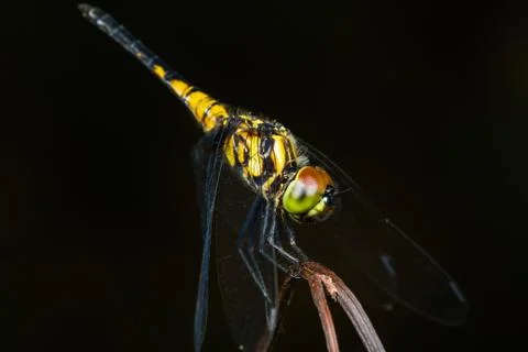 Dragonfly Stock Photos