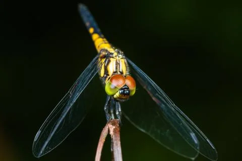 Dragonfly Stock Photos