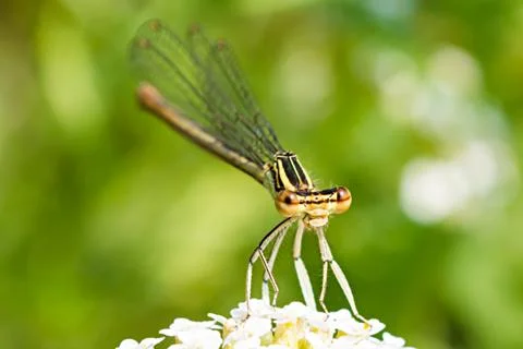 Dragonfly Stock Photos