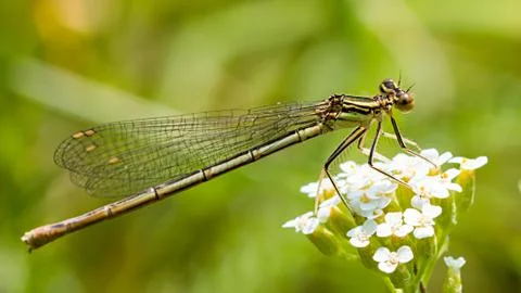 Dragonfly Stock Photos