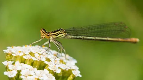 Dragonfly Stock Photos
