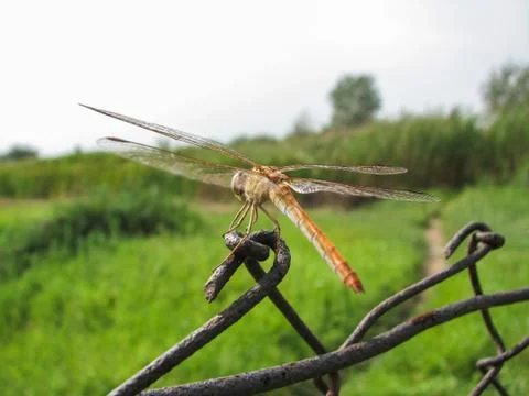 Dragonfly Stock Photos
