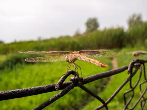 Dragonfly Stock Photos