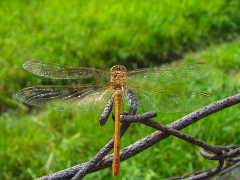 Dragonfly Stock Photos