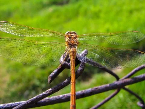 Dragonfly Stock Photos
