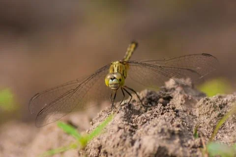 Dragonfly Foto stock