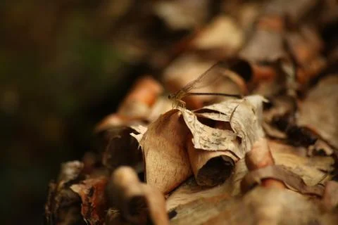 Dragonfly Stock Photos