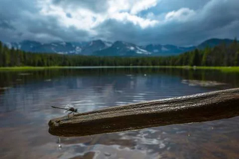 Dragonfly Stock Photos