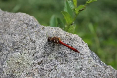 Dragonfly Stock Photos