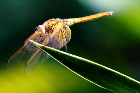 Dragonfly Stock Photos