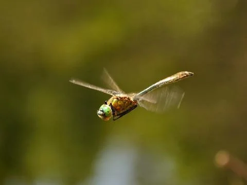 Dragonfly Stock Photos