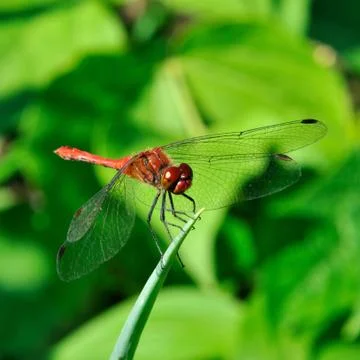 Dragonfly Foto stock
