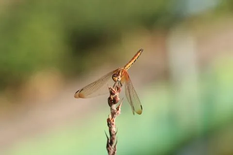 Dragonfly Foto stock