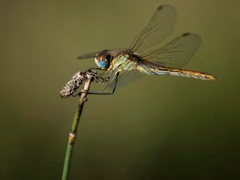 Dragonfly Stock Photos