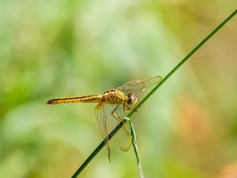 Dragonfly Stock Photos