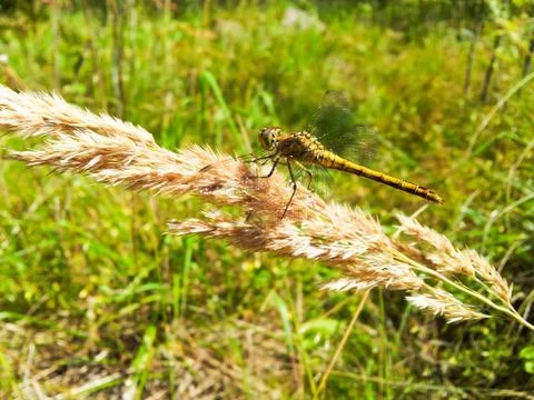 Dragonfly Stock Photos