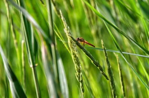 Dragonfly Foto stock