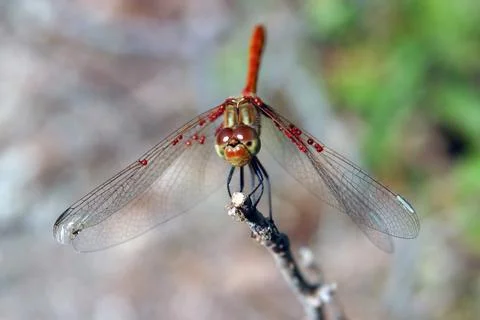Dragonfly Stock Photos