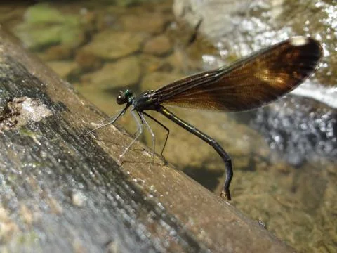 Dragonfly Stock Photos
