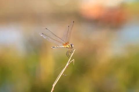 Dragonfly Stock Photos
