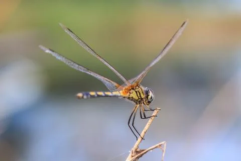 Dragonfly 스톡 사진