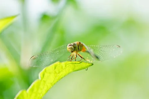Dragonfly 스톡 사진