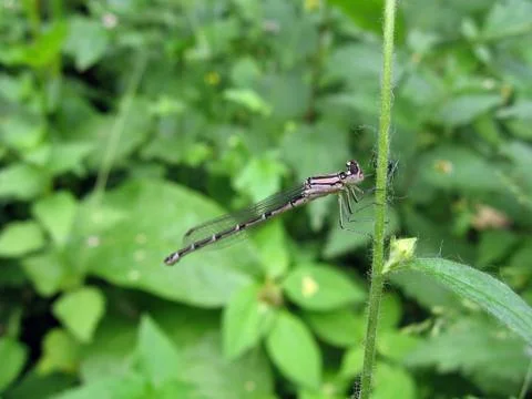 Dragonfly Foto stock