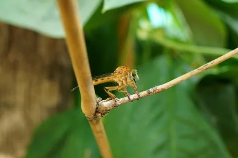 Dragonfly Foto stock