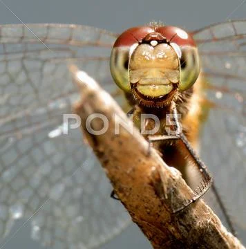 Dragonfly Stock Photos