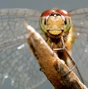 Dragonfly Stock Photos